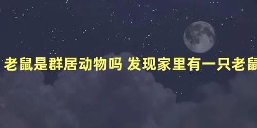 老鼠是群居动物吗 发现家里有一只老鼠